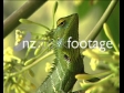 Chameleon 1 45